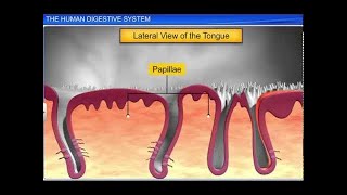 Digestion and Absorption 04  Pem l Disorders l Hormones l Vitamins  Class 11NEET [upl. by Dimitri413]