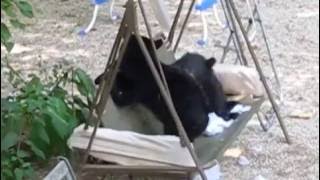 Wild bear cubs playing on swing in my yard [upl. by Savitt]