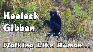 Hoolock Gibbon  Indias only Ape  Little Man of The Forest  Funny Walk of Hoolock Gibbon [upl. by Scheers]