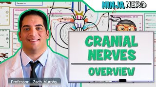 Neurology  Cranial Nerves Overview [upl. by Maram]