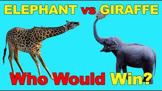 ELEPHANT vs GIRAFFE  Who Would Win In Animal Fight [upl. by Bea]