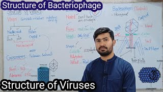 55 Structure of Viruses  Structure of Bacteriophage  Fsc Biology class 11 [upl. by Eidnalem906]