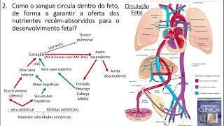 Circulação Fetal e Neonatal [upl. by Airbma530]