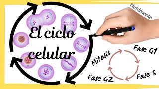 El CICLO CELULAR Paso a Paso [upl. by Nitsuga987]