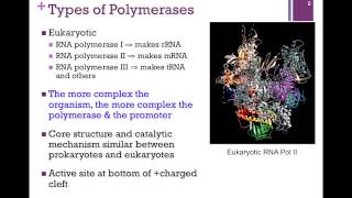 178RNA Polymerase Structure [upl. by Reivaz880]