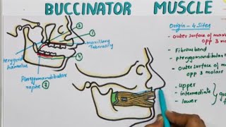 Buccinator Muscle Origin Insertion Nerve Supply  Actions [upl. by Goddart]