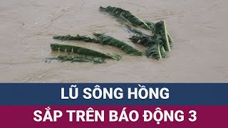 Lũ trên sông Thao tại Yên Bái sắp trên báo động 3 nguy cơ ngập lụt nặng có thể xảy ra  VTC Now [upl. by Imoan252]