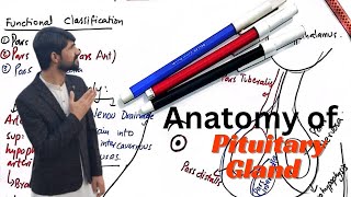 anatomy of pituitary gland and hypothalamus NinjaNerdOfficial [upl. by Nonad522]