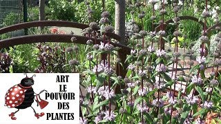 Conseils jardinage Phlomis tuberosa Taille et entretien Plante vivace [upl. by Amer]