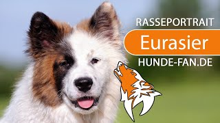 ► Eurasier 2023 Rasse Geschichte Aussehen Charakter Erziehung Haltung amp Krankheiten [upl. by Anayad]