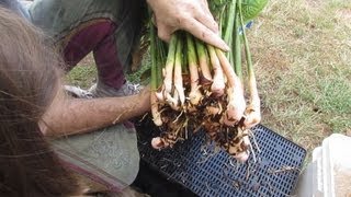 How to harvest amp plant out Galangal [upl. by Ausoj]