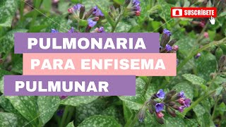 Pulmonaria para enfisema pulmonar [upl. by Alla]