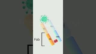 Antibody  Immunoglobulin structure and function  animation  science immunology [upl. by Maxantia433]