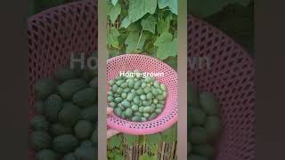 Cucamelon plant homegrown  Hanh Nguyen [upl. by Namwen]