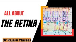 The Retina l Physiology l Layers l Rods amp Cones l Function l Retinal Disorders l Simplified [upl. by Ahcurb327]