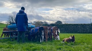 Irish Dairy Farm DAY IN THE LIFE [upl. by Sauls342]