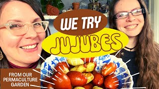 TasteTesting Jujubes Ziziphus jujuba from Our Garden [upl. by Naejarual]