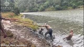 Stranded Rhino Rescued from River Using Tractor [upl. by Aleek]