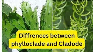 Diffrences between Phylloclade and Cladode LifeScienceAt7pm [upl. by Reeva]