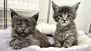 Maine Coon Kittens Play and Fight [upl. by Moersch]