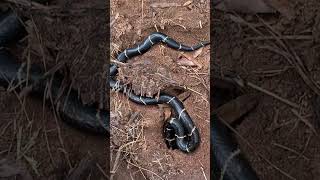 Finding a Stunning Eastern Kingsnake Under Tin [upl. by Amilas]