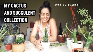 House Plant Tour Cactus and Succulents [upl. by Bovill739]