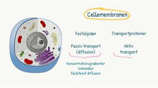 Celler og væv Cellemembranen [upl. by Akenahc943]