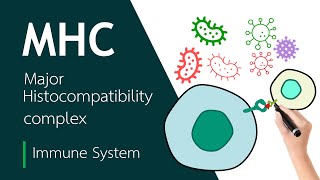 Major Histocompatibility Complex  Basic Science Series [upl. by Nyvrem711]