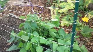 Poor Mans Trellis and Planting Sugar Snap Peas [upl. by Emmeline]