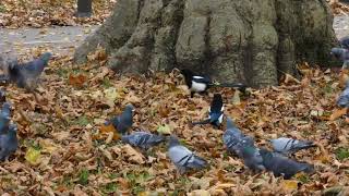 Magpies attacking pigeons [upl. by Newmann856]