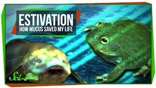 Estivation How Mucus Saved My Life [upl. by Mcspadden]