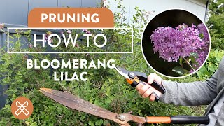 How To Prune Bloomerang Lilac for Maximum Blooms [upl. by Auqeenahs]