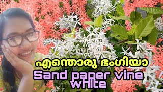 White Sandpaper vine plant care Tips  Petrea ഇതൊക്കെ കണ്ടിട്ടുണ്ടോ [upl. by Barbara398]