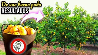 🍋🍊PODA de MANTENIMIENTO en LIMONEROS Como Podar un Limonero Joven o Adulto by mixim89 [upl. by Woodman929]