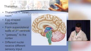 Neuroanatomy made ridiculously simple [upl. by Arnst]