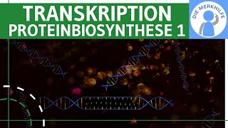 Transkription  Proteinbiosynthese 1  Ziel Ablauf amp Phasen einfach erklärt  Genetik Bio Abitur [upl. by Ecirtel788]