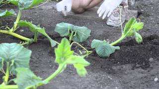 Grow Big Pumpkins  Vine Burying Pollination Vine Training [upl. by Rao]