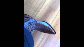 Wearing Sendra Caiman cowboy boots [upl. by Aiuqal]