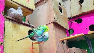 Budgies Sounds  part 40 for Lonely Budgies [upl. by Lyda204]