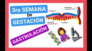 ✅TERCERA 3ra SEMANA del DESARROLLO EMBRIONARIOGASTRULACIÓNDISCO TRILAMINAREMBRIOLOGÍA clase 5 [upl. by Cadel]