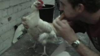 Eat KFC in front of a live chicken [upl. by Chinua]