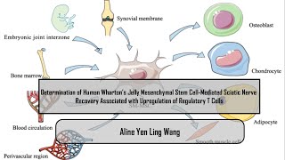 Determination of Human Wharton’s Jelly Mesenchymal Stem CellMediated Sciatic Nerve Recovery [upl. by Xel]