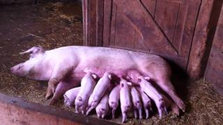 Piglets feeding [upl. by Turnbull]