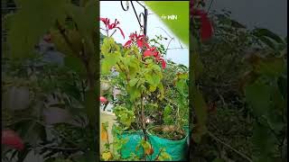 shorts  Mussaenda Plant Colorful flowers TerraceGarden etv [upl. by Simons]