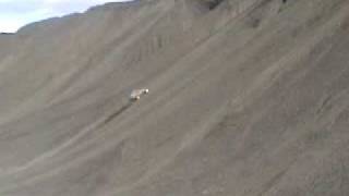 sand rail dune buggy climbs coal hill [upl. by Lehsar459]