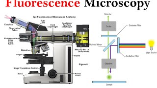 Fluorescence microscopy  fluorescence microscope principle [upl. by Farnsworth]