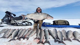 4 Days Camping amp Fishing on Arctic Ocean  GIANT Sheefish Catch amp Cook Alaska Adventure [upl. by Tani]