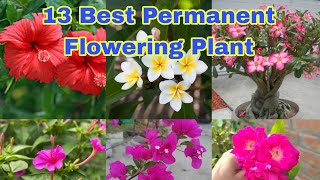 13 Best Permanent Flowering Plant For Home Gardening [upl. by Ajiak]