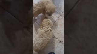 Cavoodle Puppies 04 August Litter 8 weeks old [upl. by Attwood]