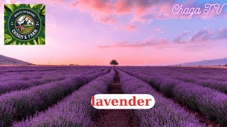 Chagas farm The Beauty of Lavender  Relaxing Music for Studying [upl. by Adniroc461]